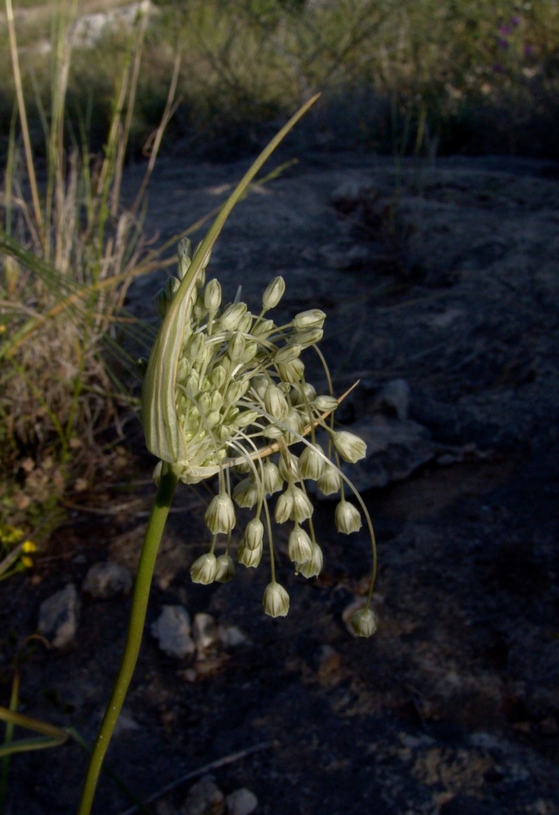 Allium galileum photo 6