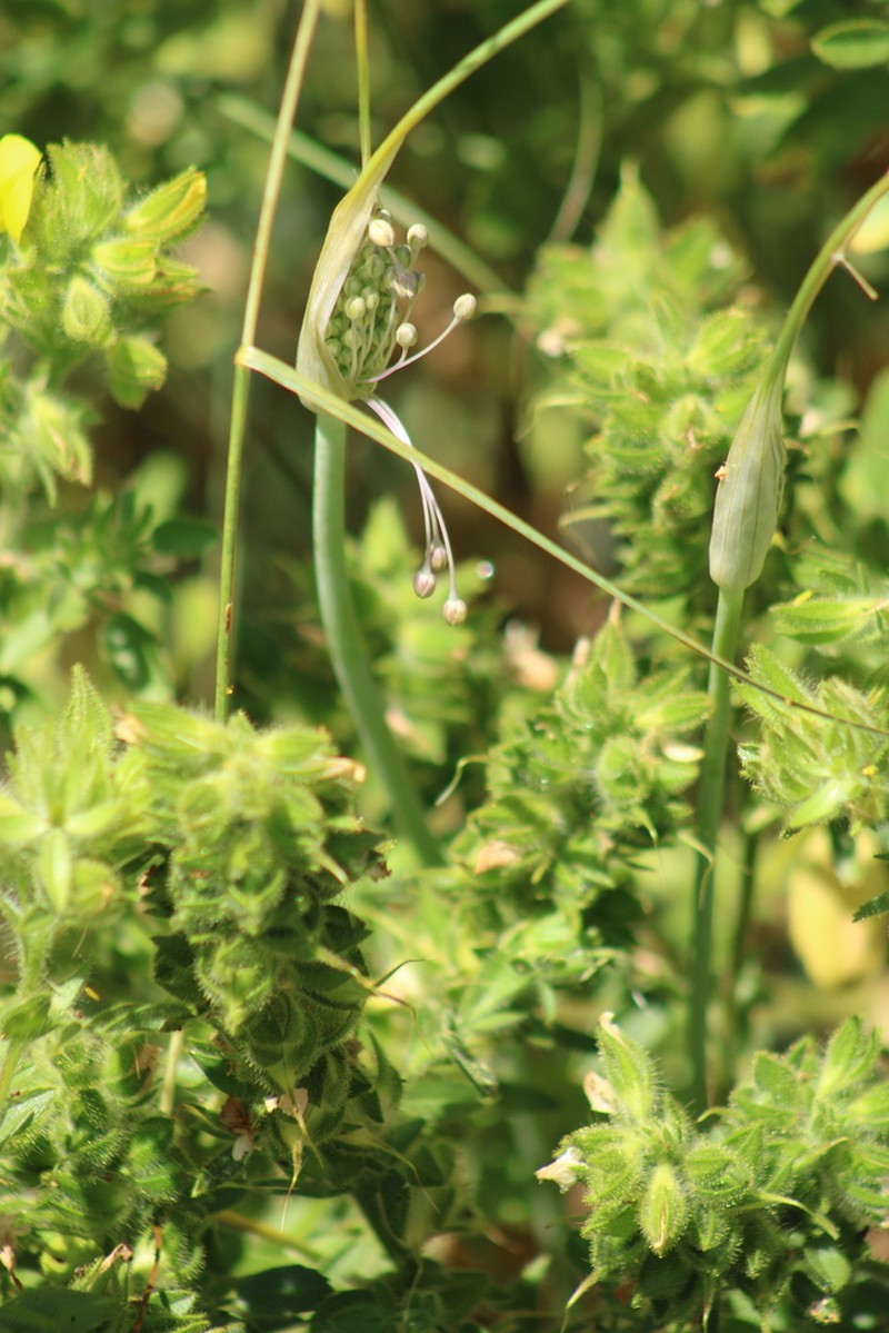 Allium galileum photo 7