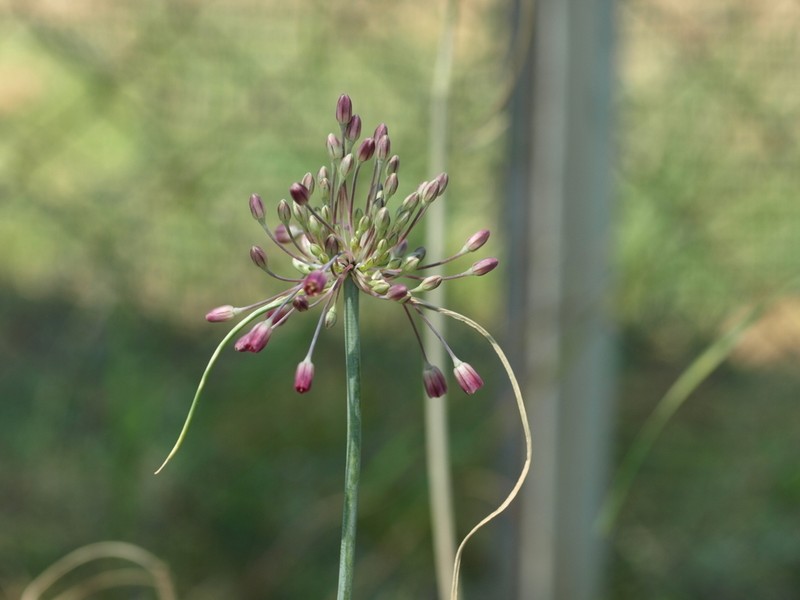 Allium garbarii