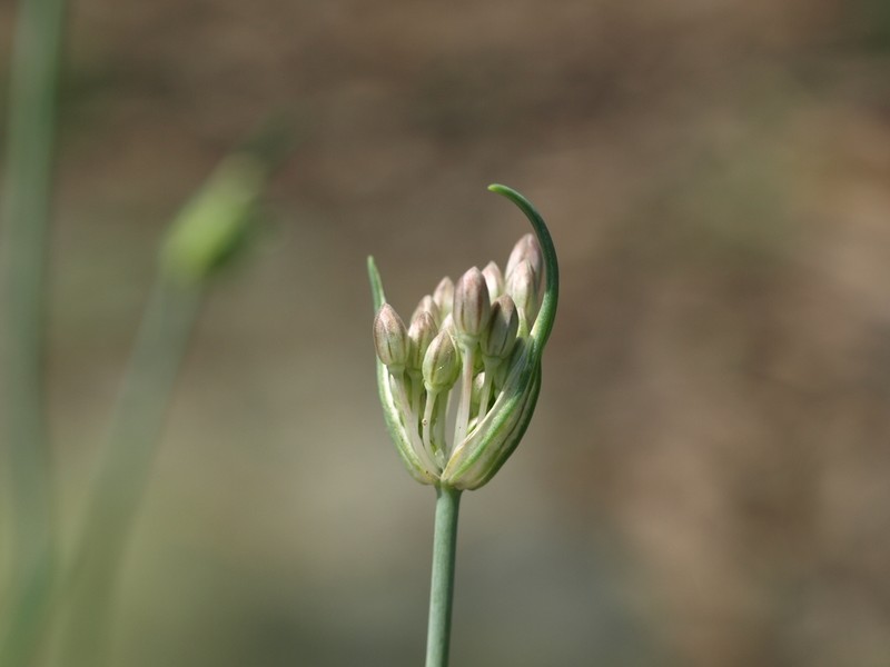 Allium garbarii photo 2
