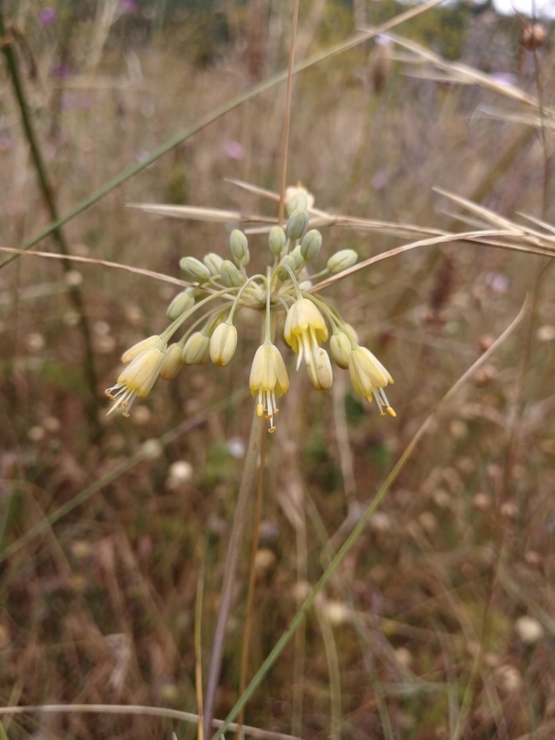 Allium garganicum photo 2