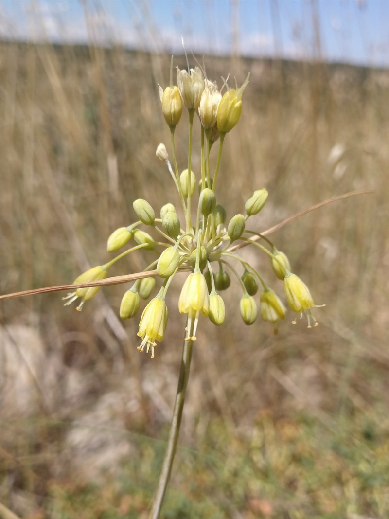 Allium garganicum photo 3