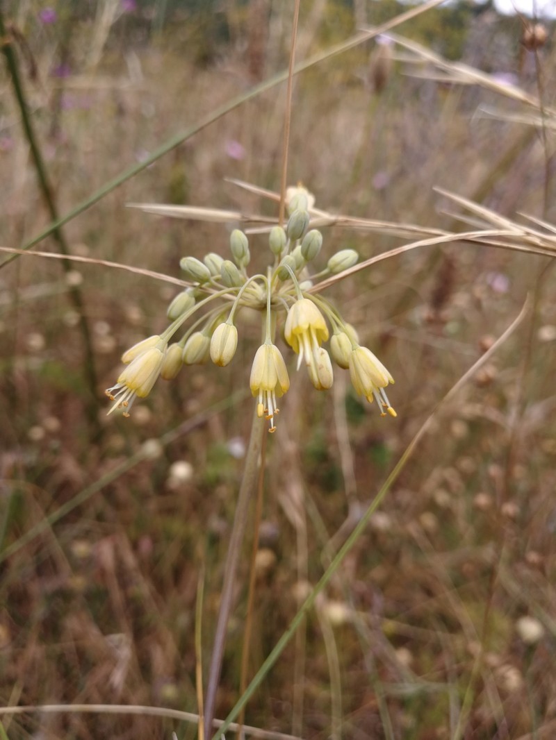 Allium garganicum photo 4