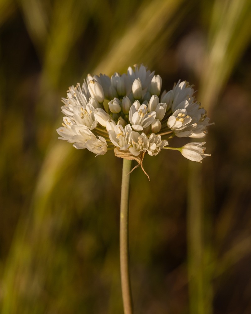 Allium gasyunense