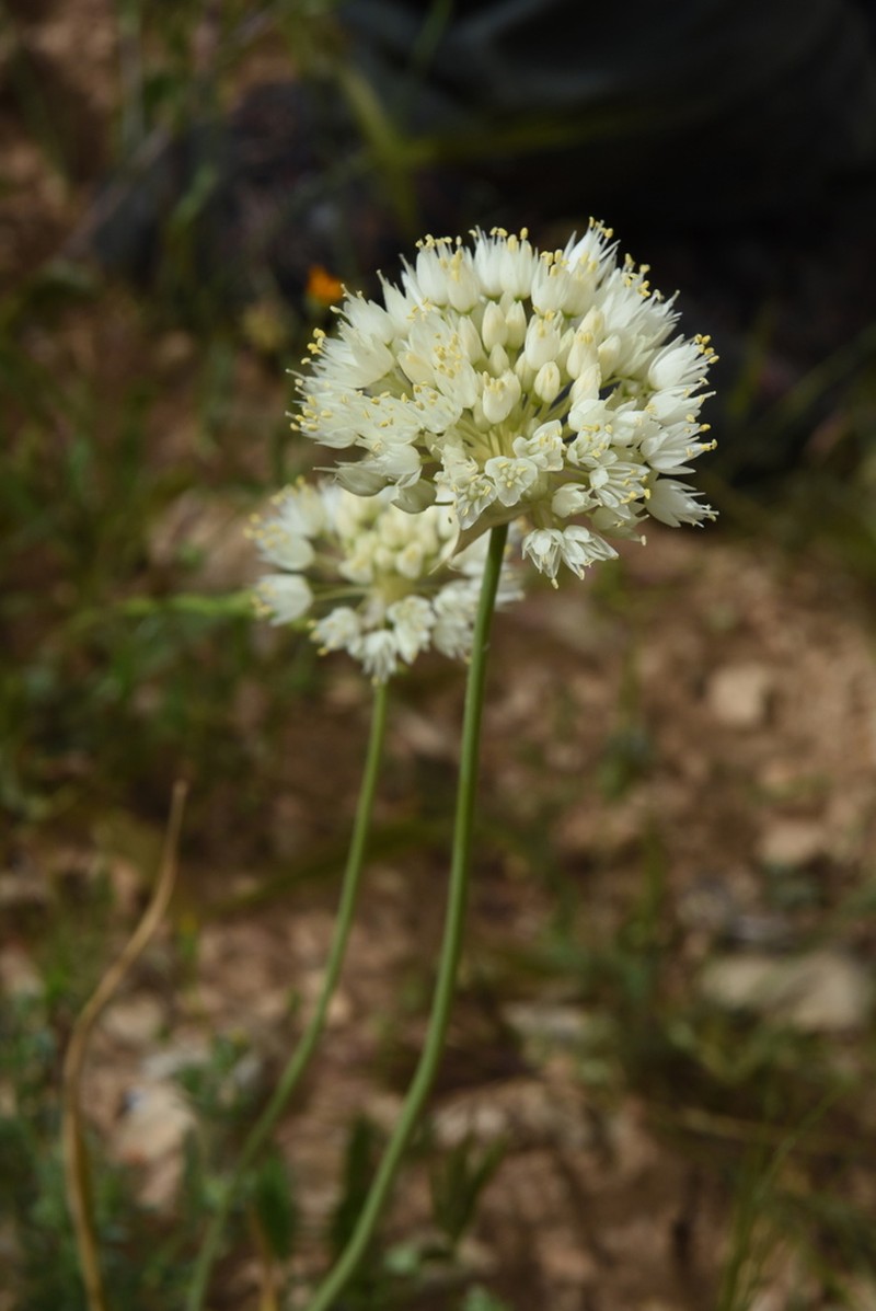 Allium gasyunense photo 2