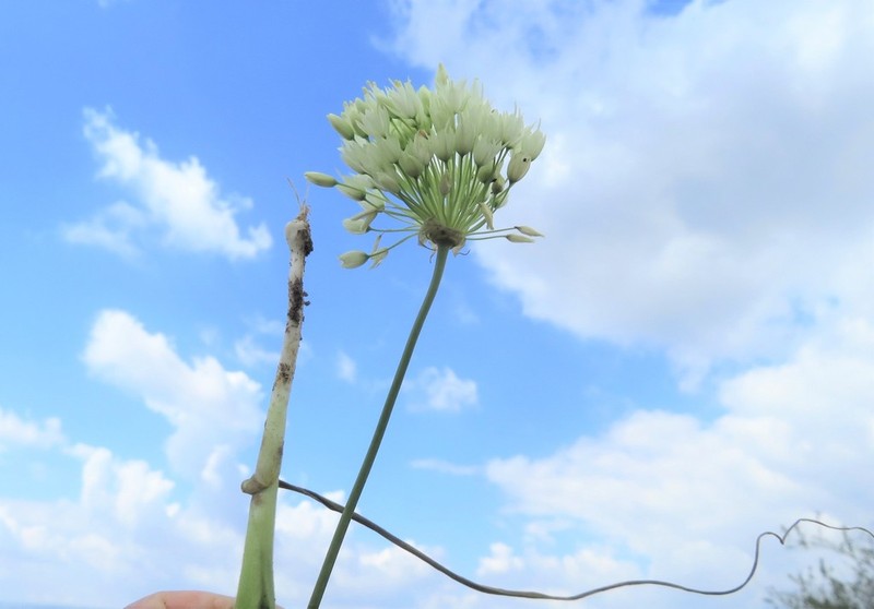 Allium gasyunense photo 3
