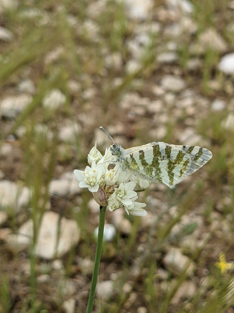 Allium gasyunense photo 4