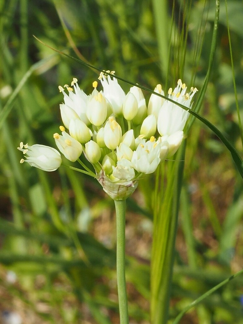 Allium gasyunense photo 5