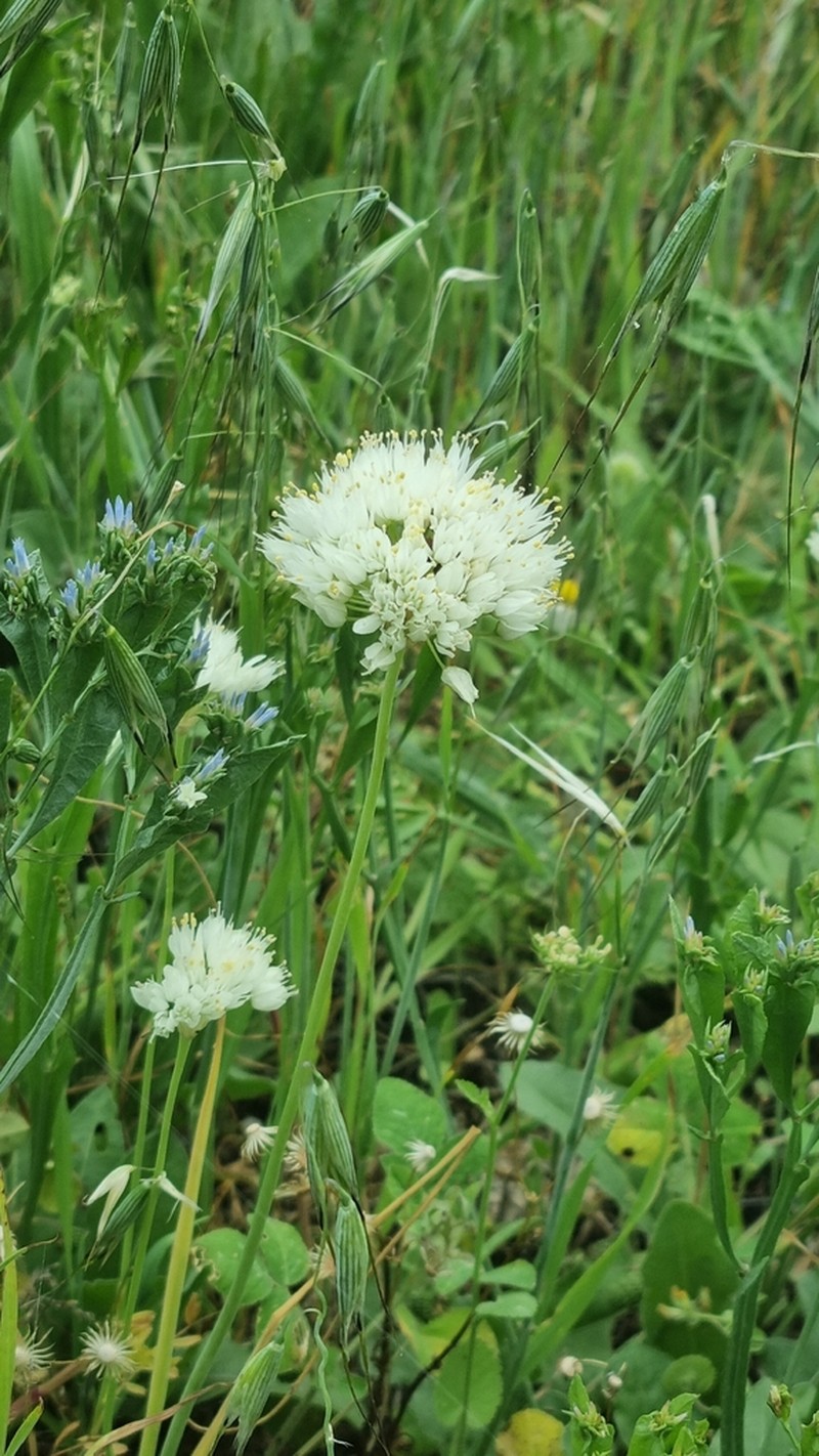 Allium gasyunense photo 6
