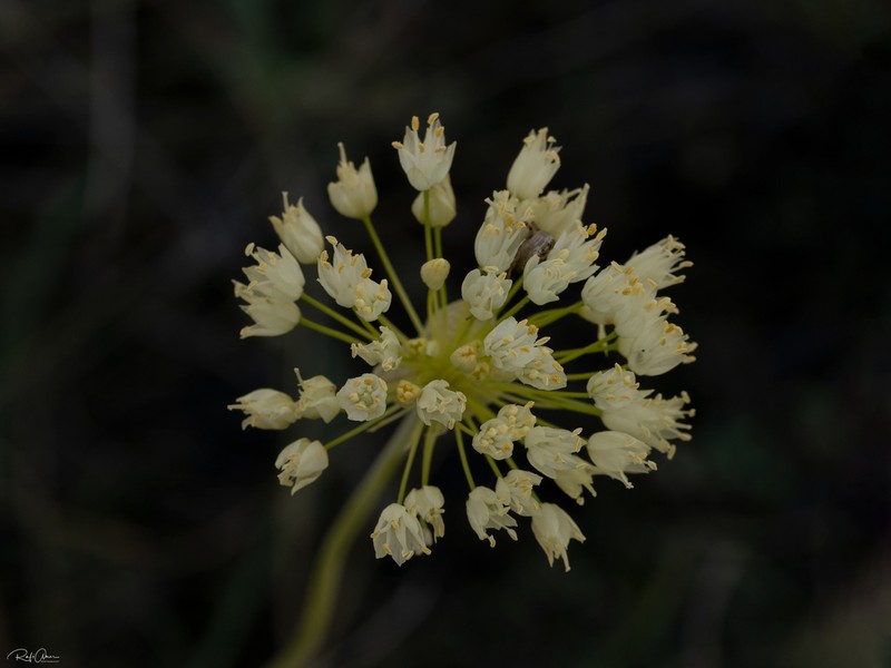 Allium gasyunense photo 7