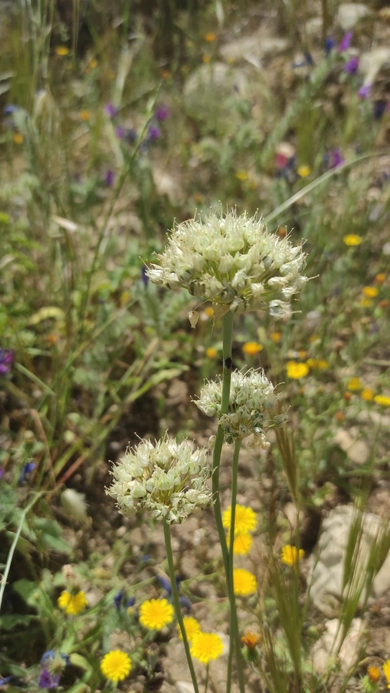 Allium gasyunense photo 8