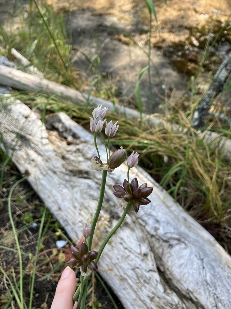 Geyer's Onion photo 3