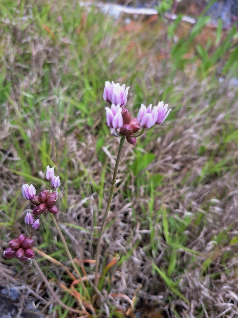 Geyer's Onion photo 4