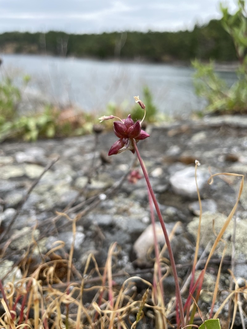 Geyer's Onion photo 5