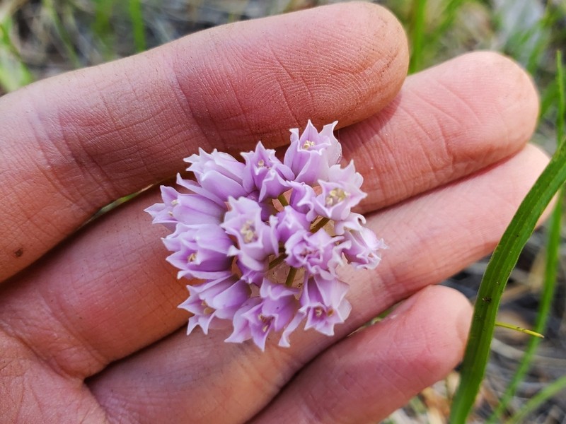 Geyer's Onion photo 7