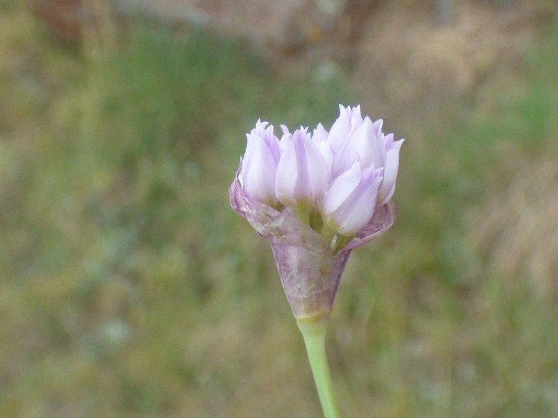 Geyer's Onion photo 8