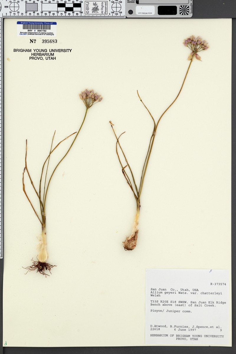 Allium geyeri var. chatterleyi photo 3
