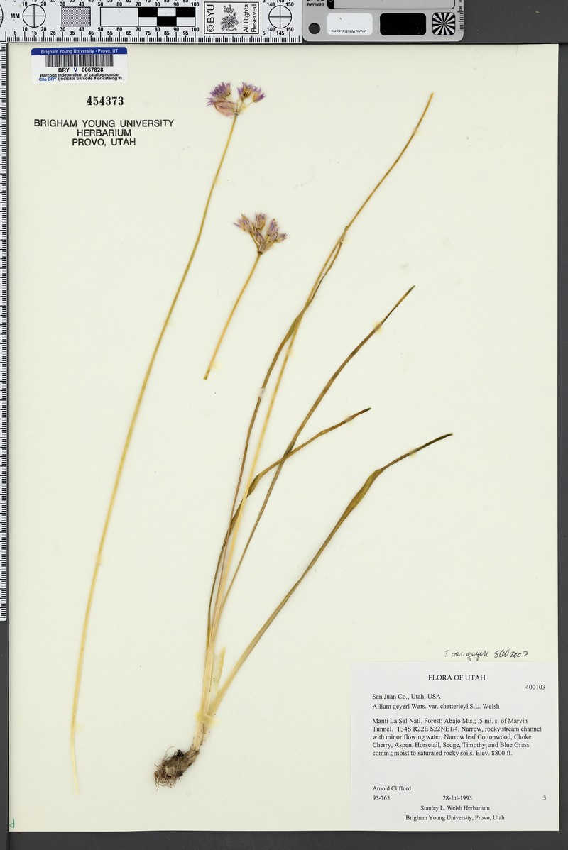Allium geyeri var. chatterleyi photo 4