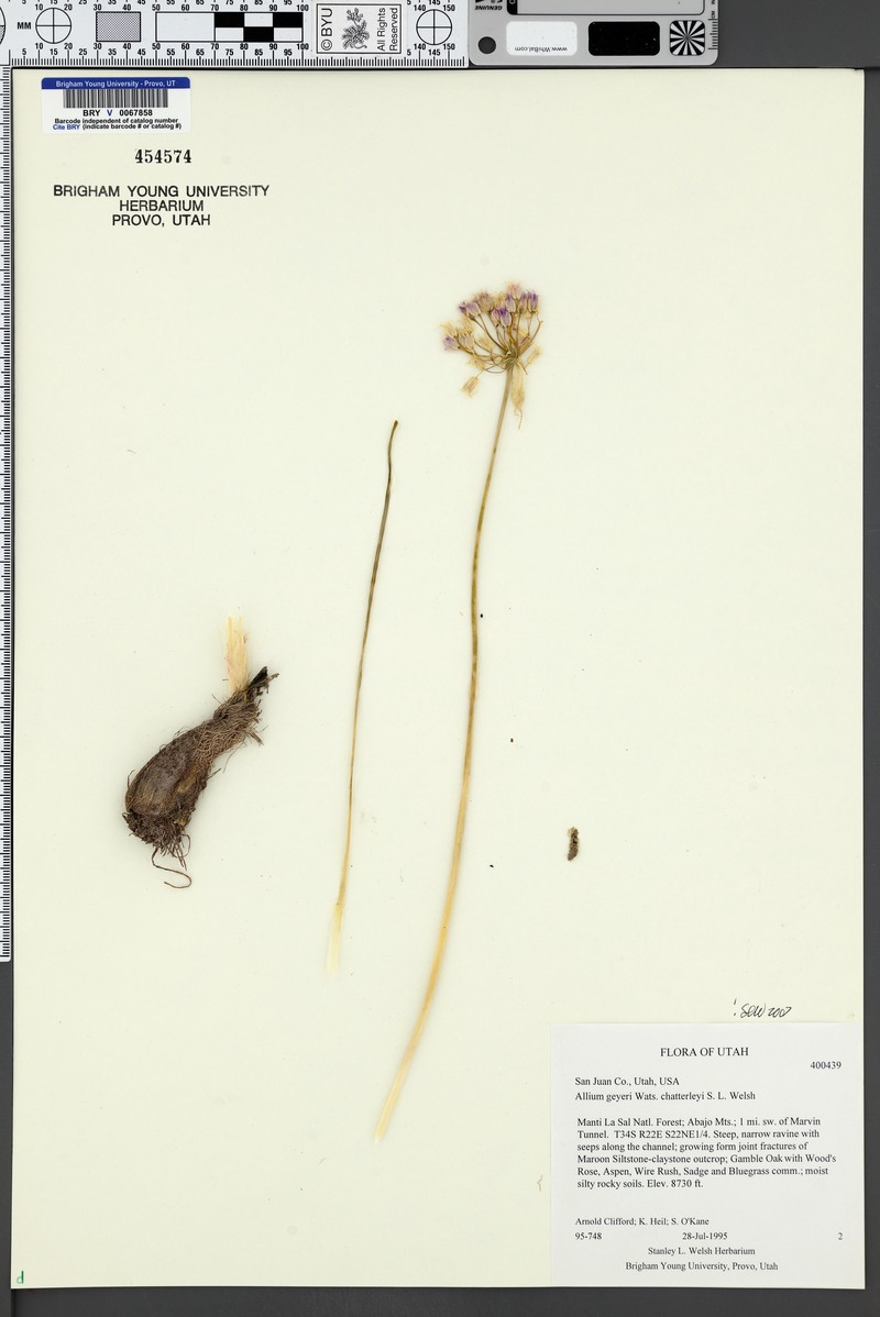 Allium geyeri var. chatterleyi photo 5