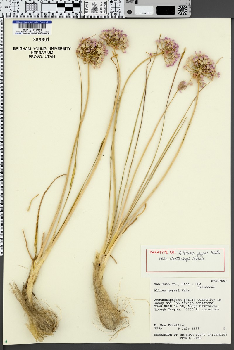 Allium geyeri var. chatterleyi photo 6