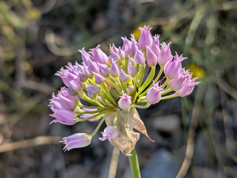 Allium geyeri var. geyeri
