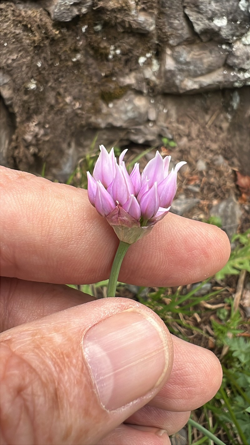 Allium geyeri var. geyeri photo 2