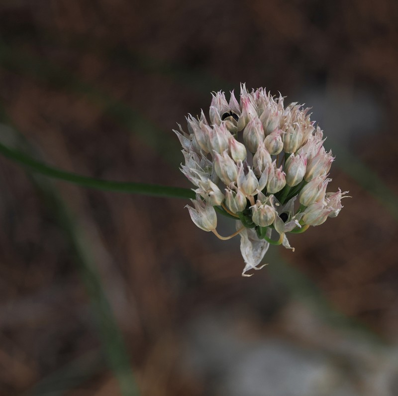 Allium geyeri var. geyeri photo 3