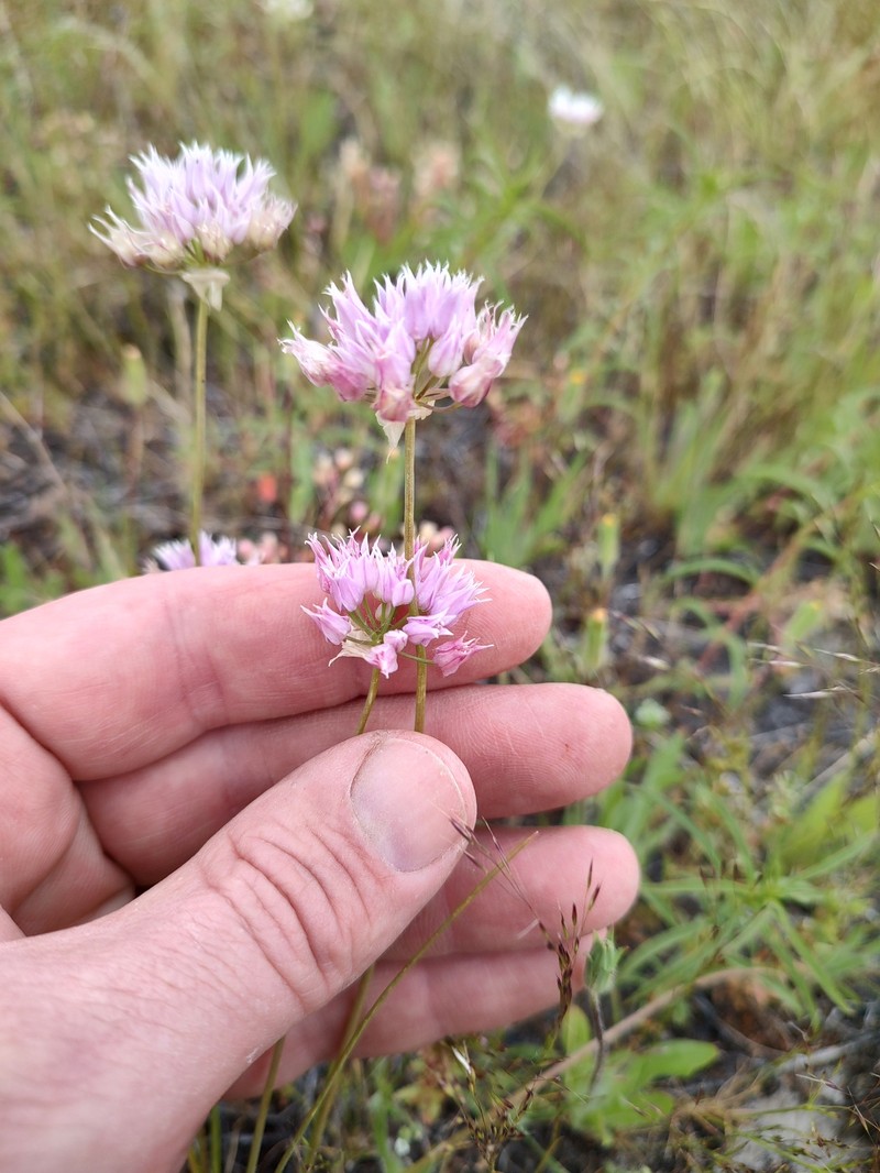 Allium geyeri var. geyeri photo 4