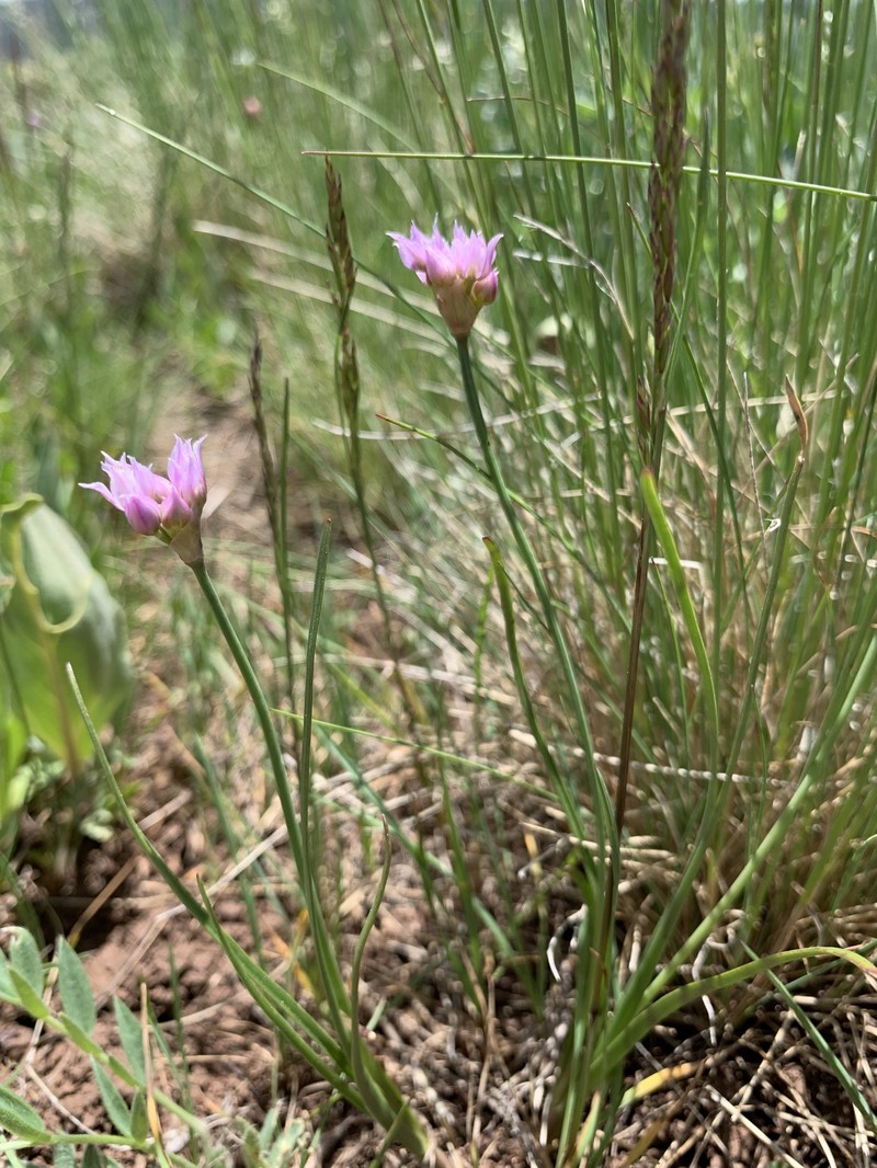 Allium geyeri var. geyeri photo 5