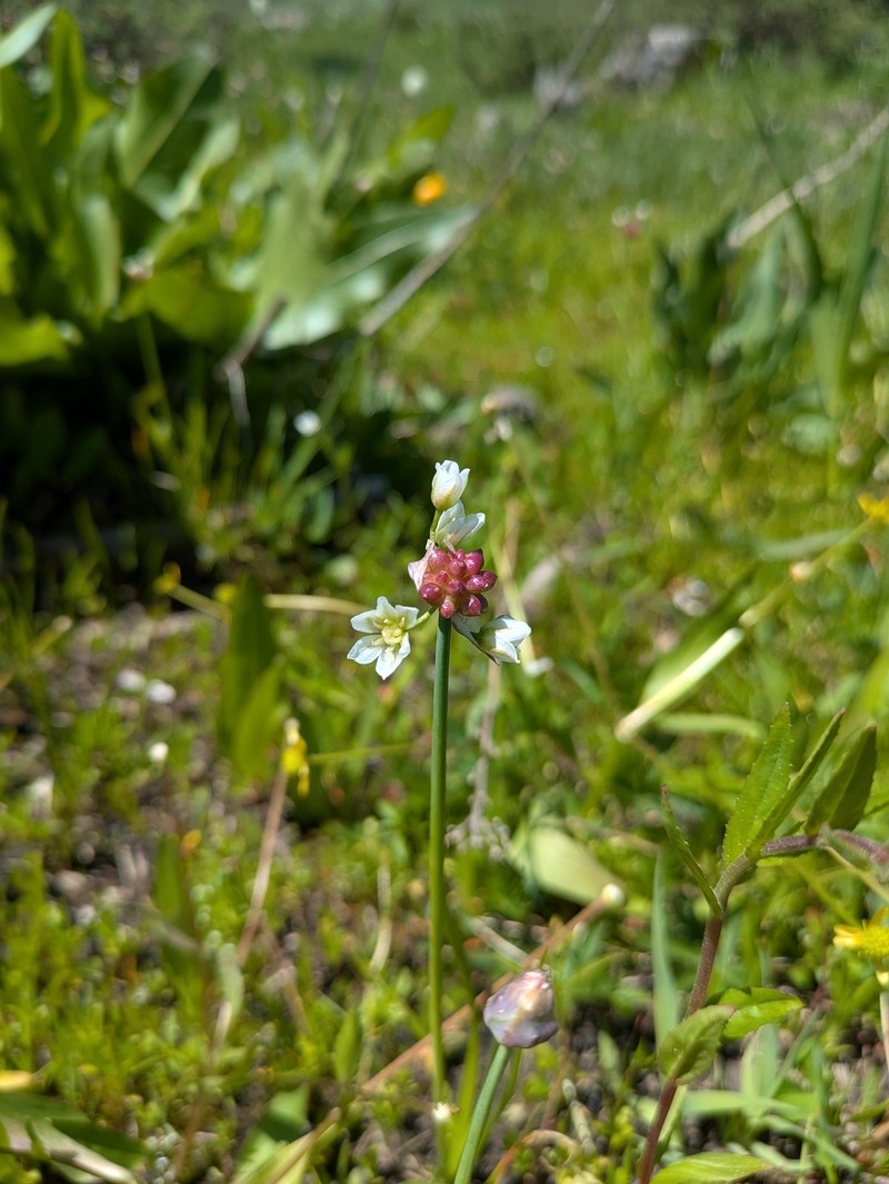 Allium geyeri var. tenerum