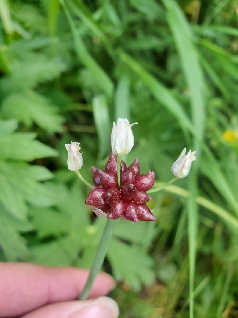 Allium geyeri var. tenerum photo 2