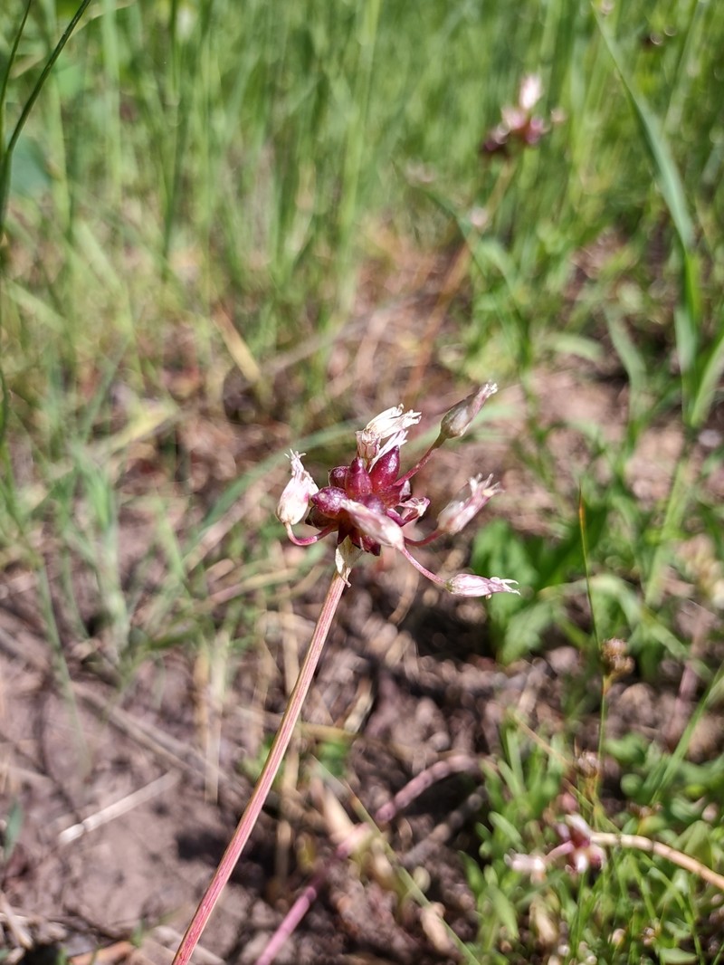 Allium geyeri var. tenerum photo 3
