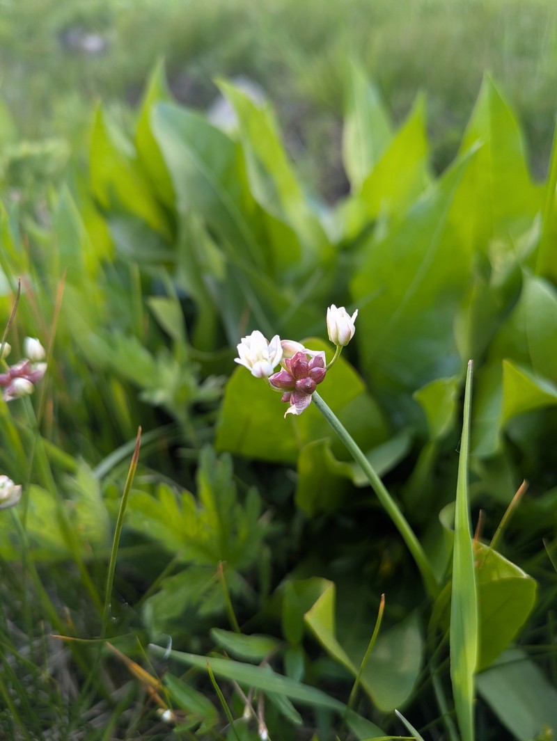 Allium geyeri var. tenerum photo 4
