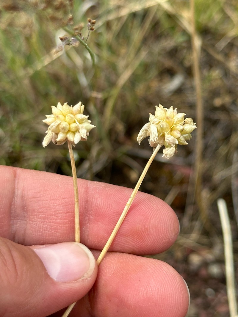 Allium geyeri var. tenerum photo 5