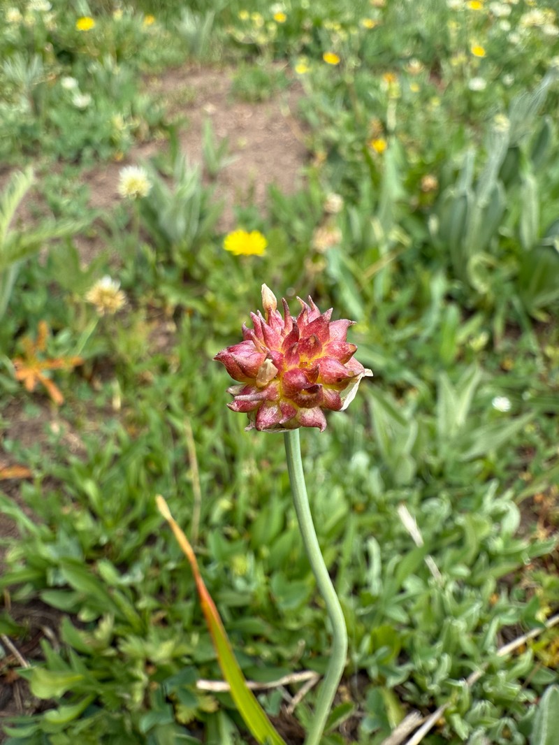Allium geyeri var. tenerum photo 6