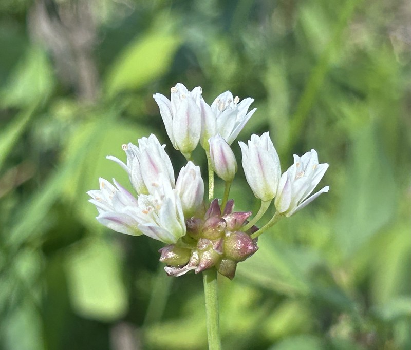 Allium geyeri var. tenerum photo 8