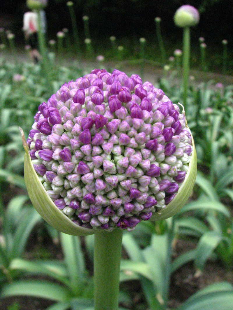 Allium giganteum photo 2