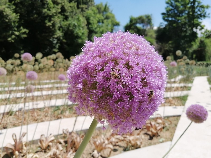 Allium giganteum photo 4