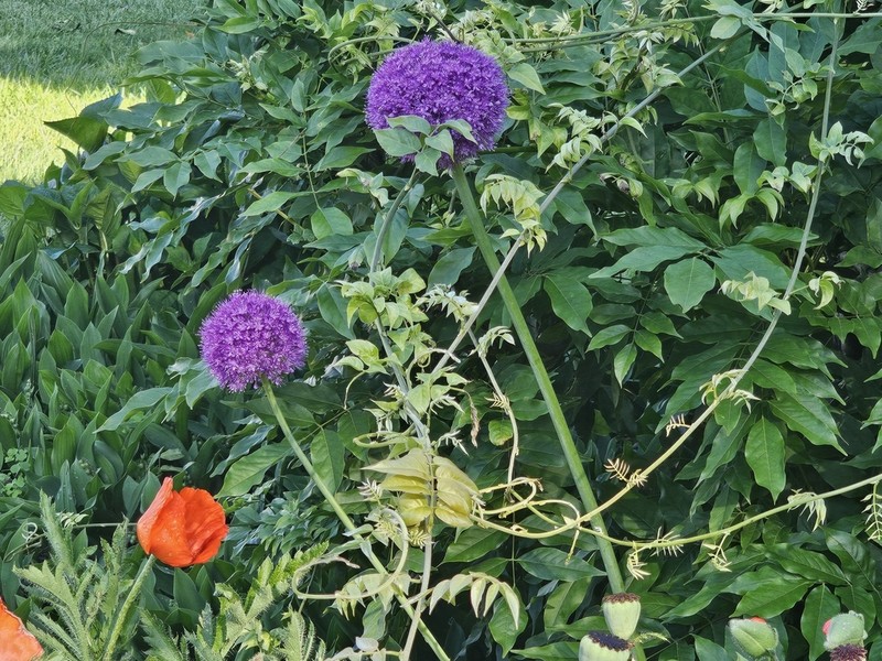 Allium giganteum photo 5