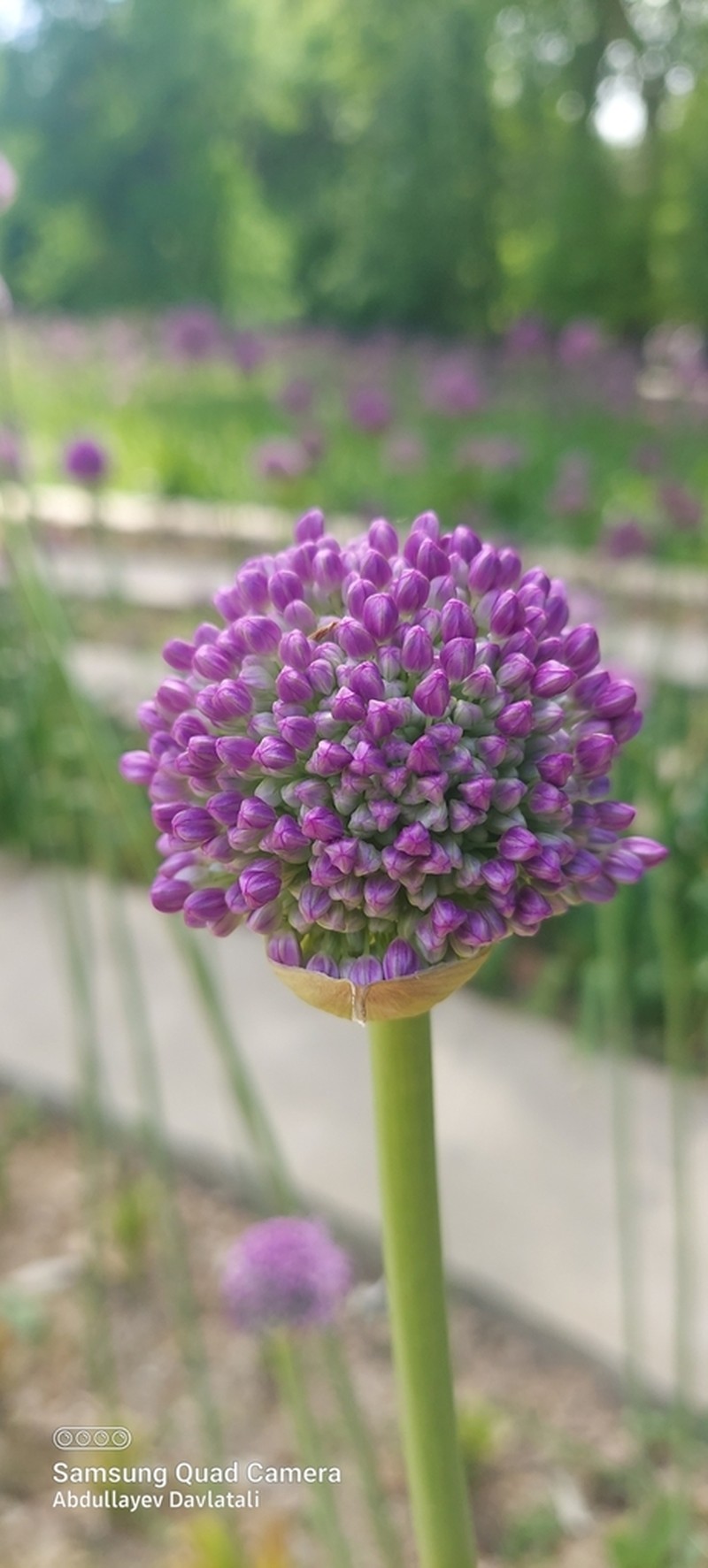 Allium giganteum photo 6