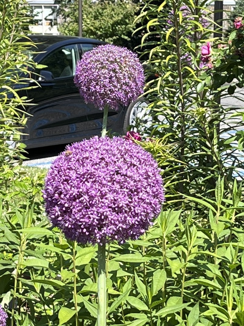 Allium giganteum photo 7