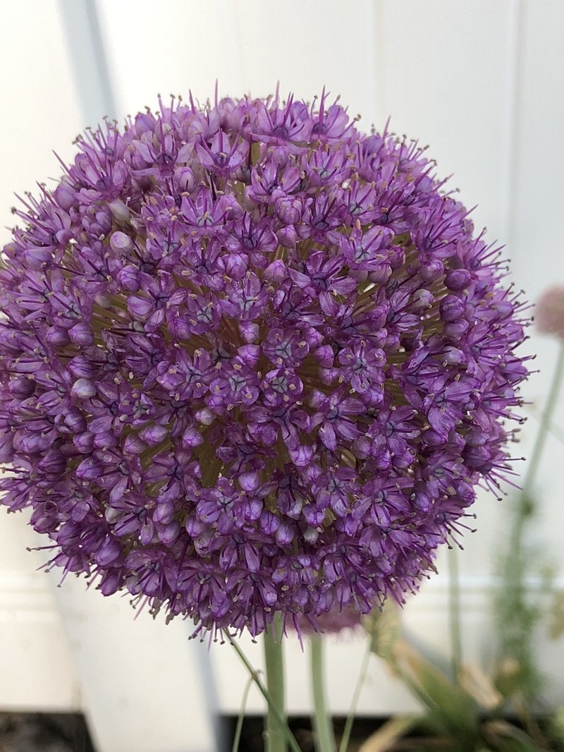 Allium giganteum photo 8