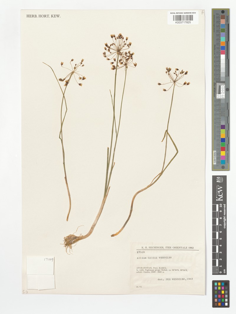 Allium gillii
