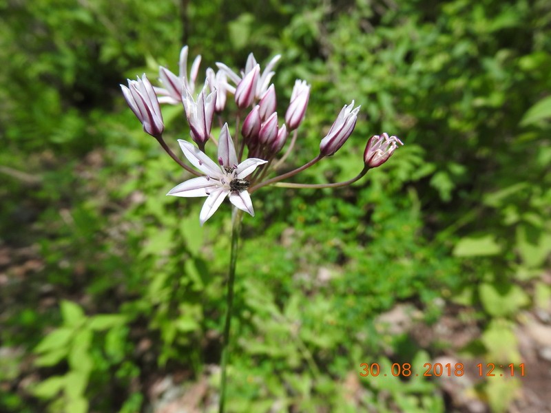 Gland Onion photo 2