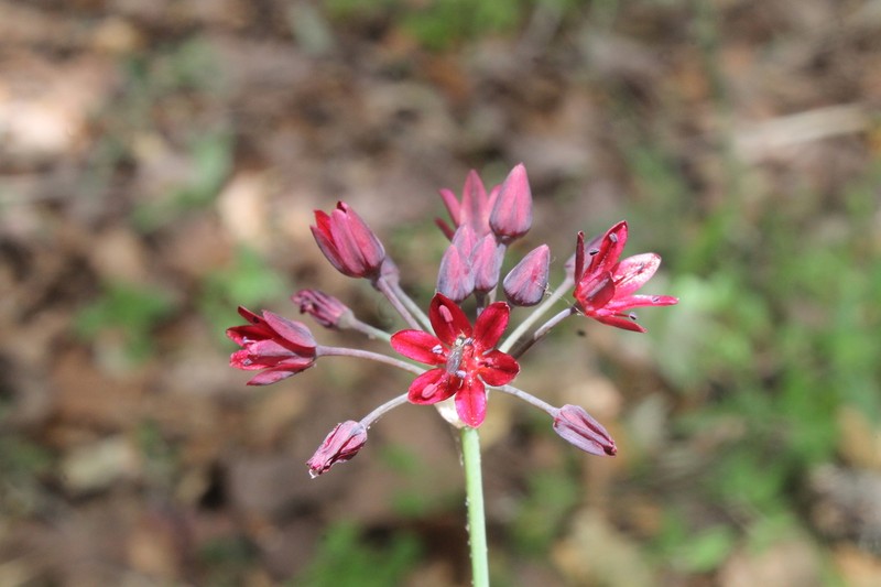 Gland Onion photo 3