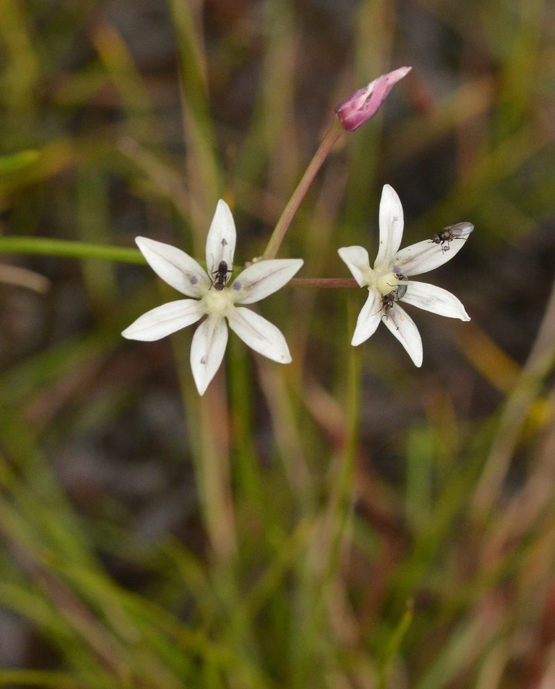 Gland Onion photo 4