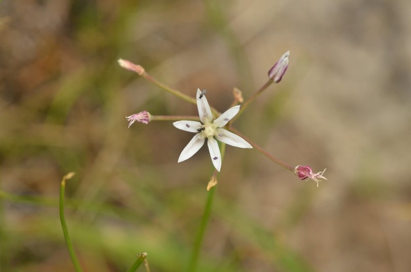 Gland Onion photo 5