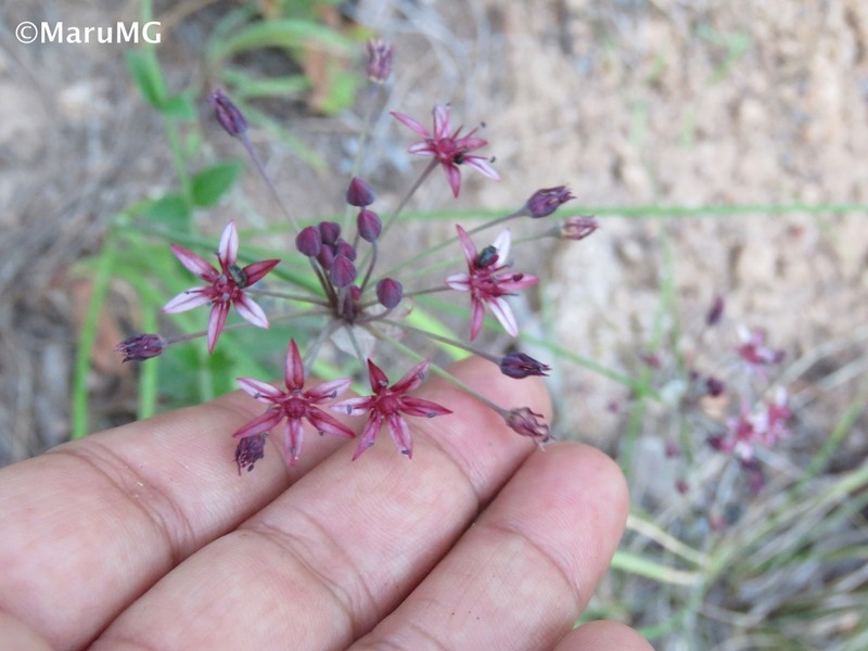 Gland Onion photo 6