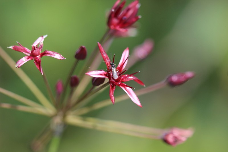 Gland Onion photo 7
