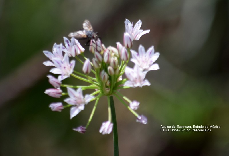 Gland Onion photo 8